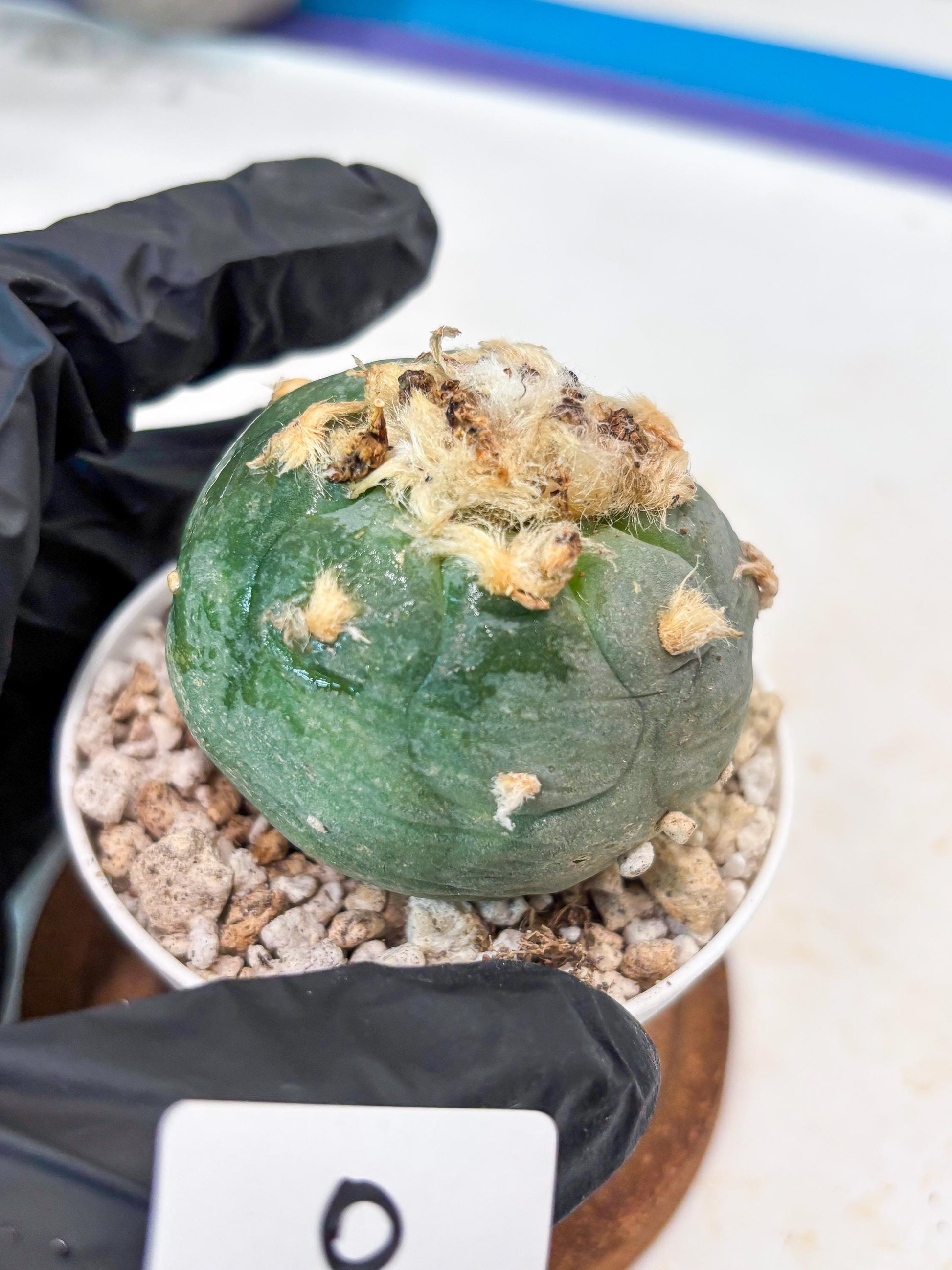 Rare Green Cactus (#8) | rare scucuclent