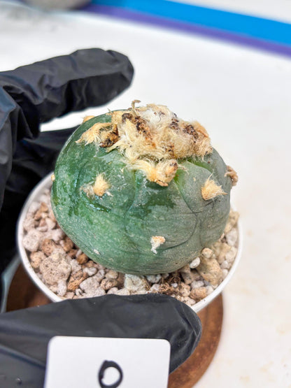 Rare Green Cactus (#8) | rare scucuclent