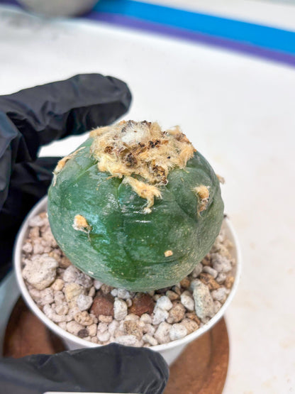 Rare Green Cactus (#8) | rare scucuclent