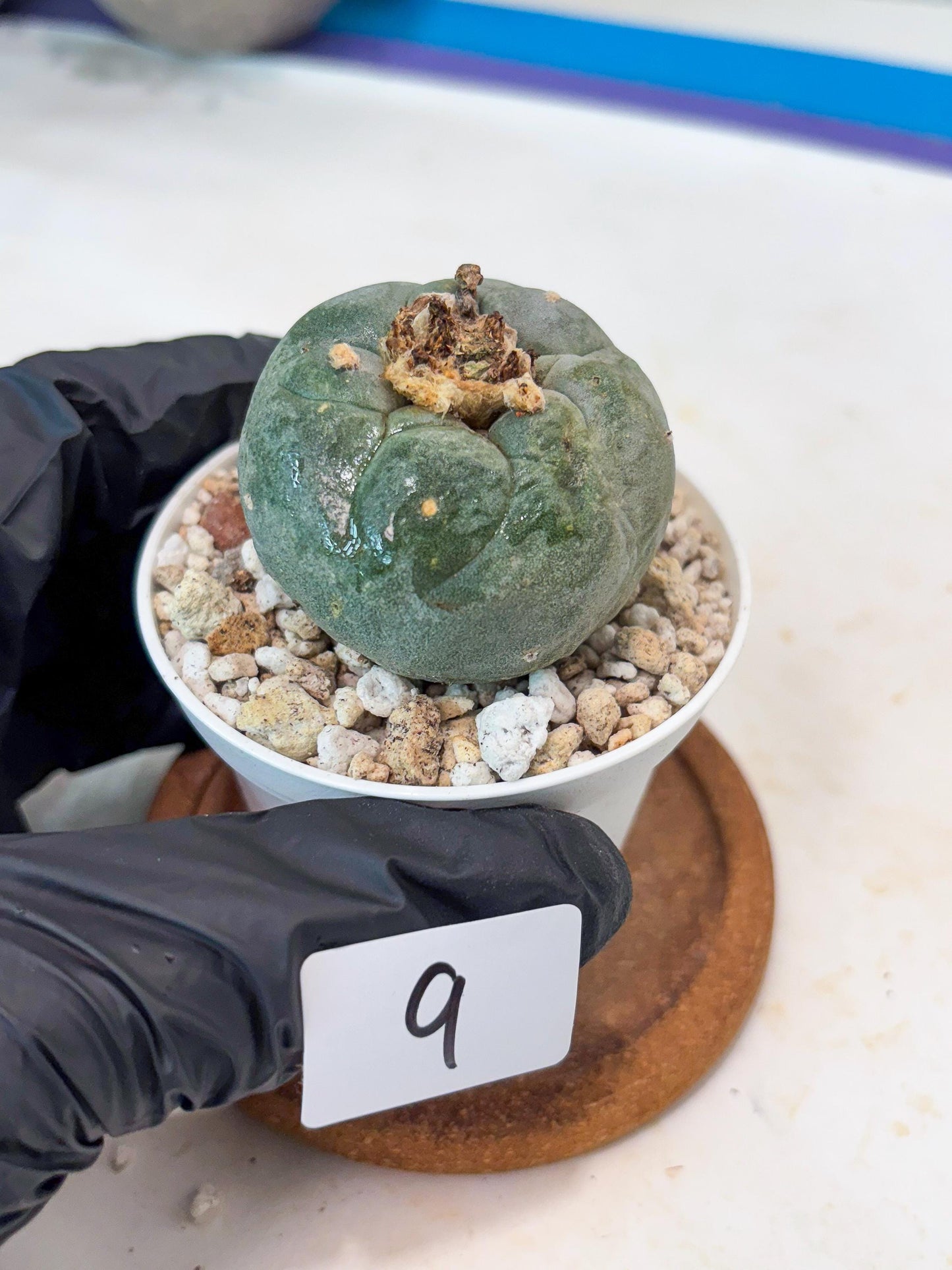 Spineless Cactus (#9) | For Advanced Growers