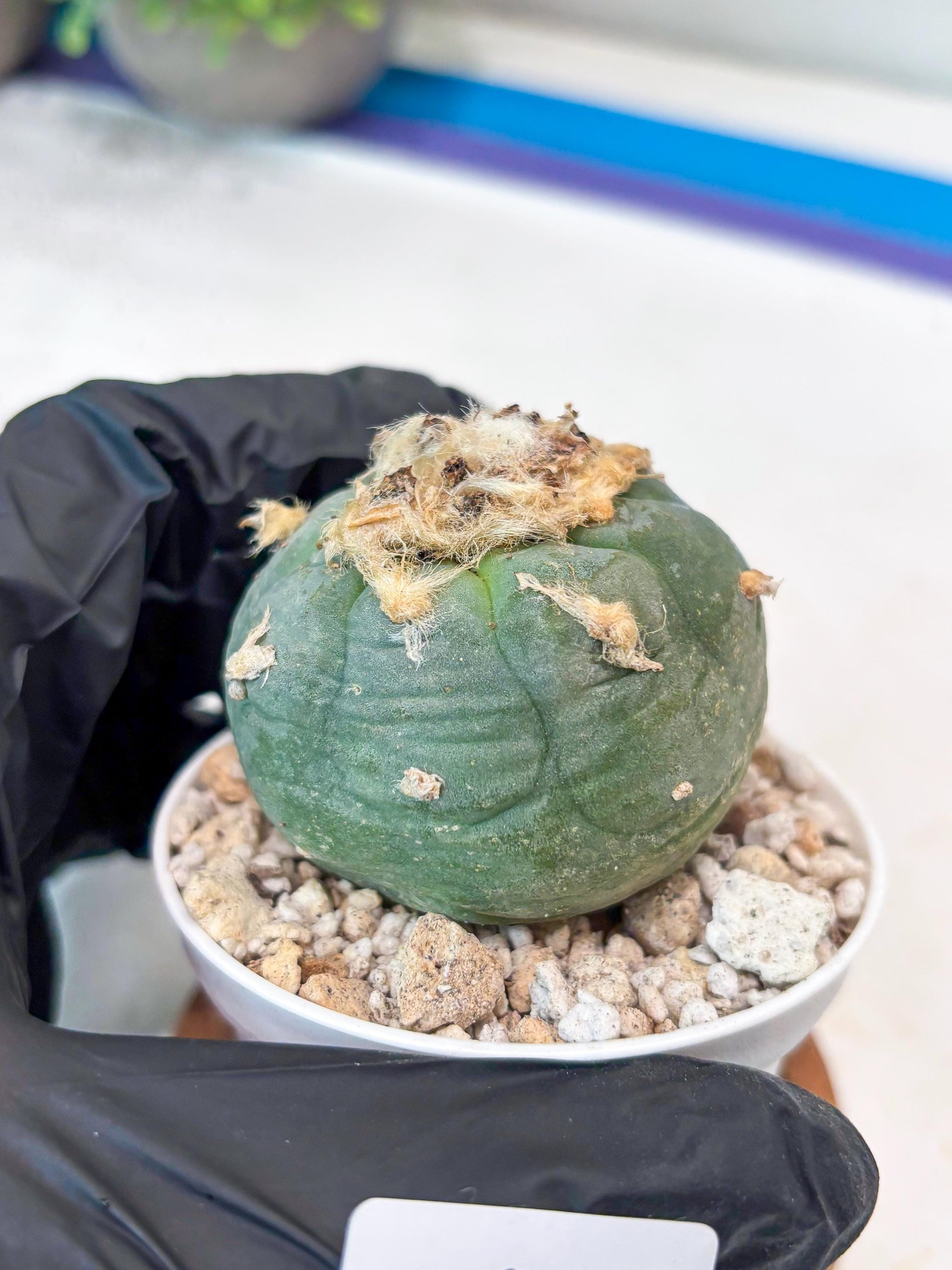 Rare Green Cactus (#8) | rare scucuclent