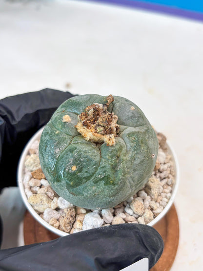 Spineless Cactus (#9) | For Advanced Growers