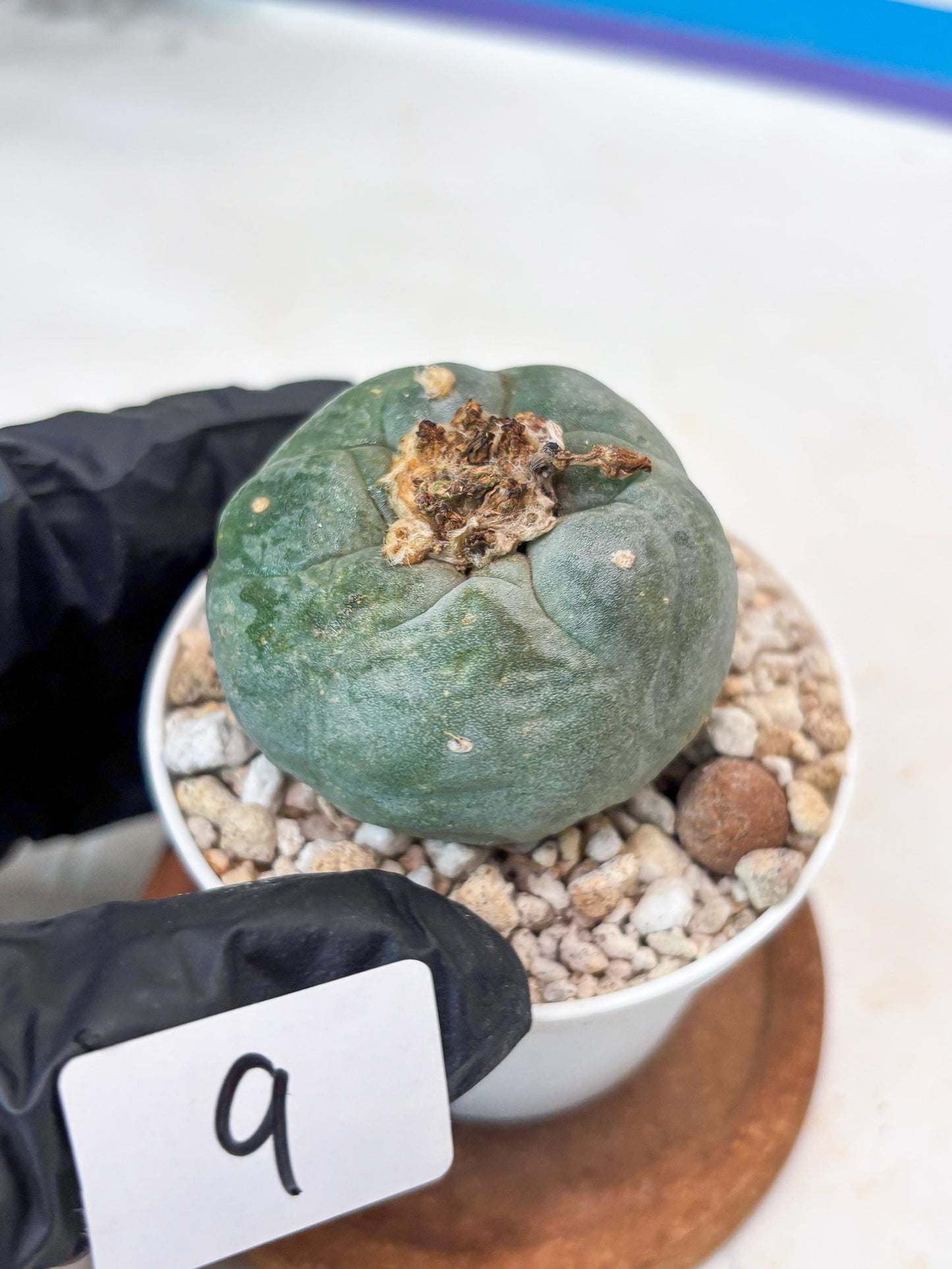 Spineless Cactus (#9) | For Advanced Growers