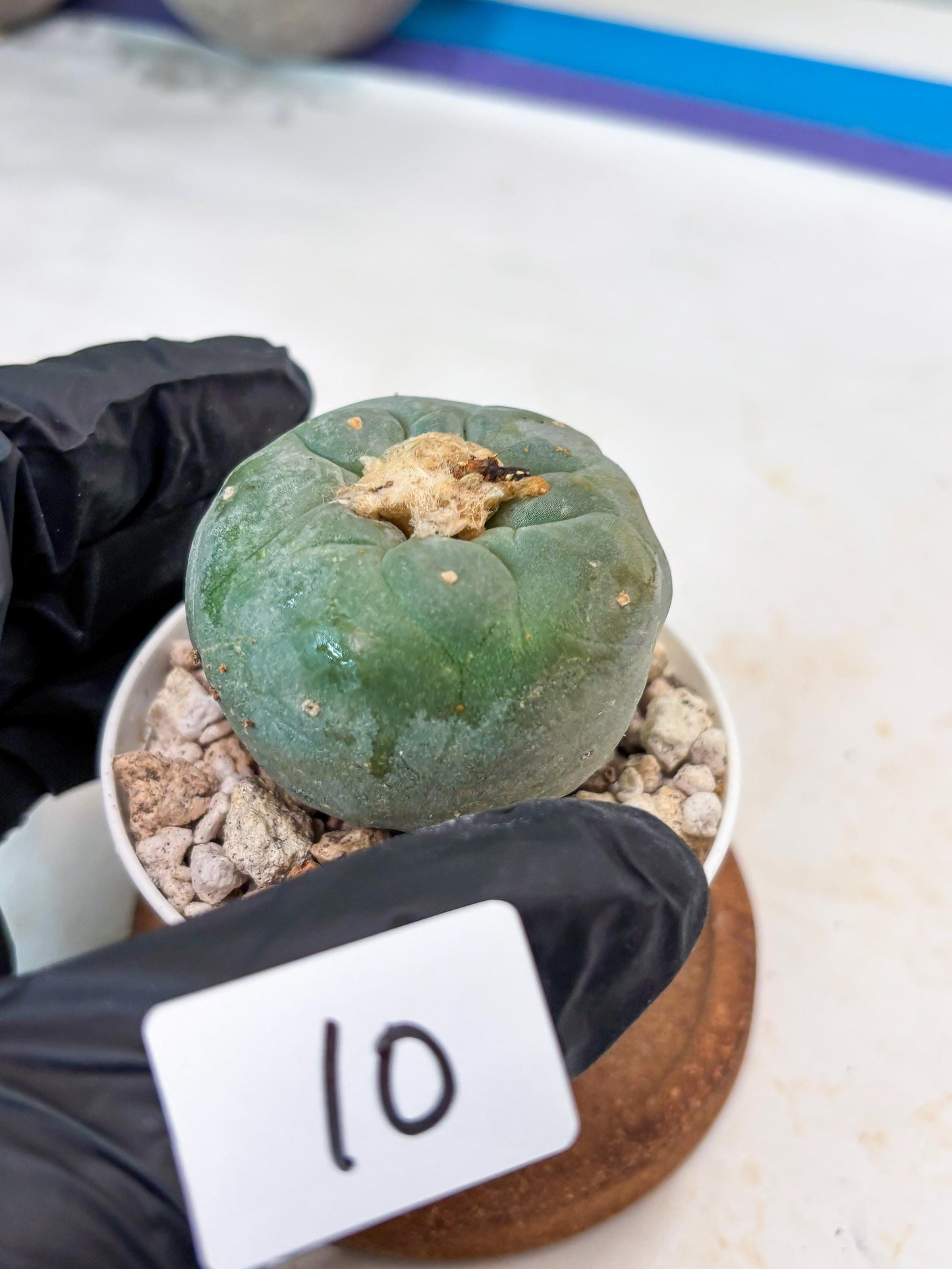 Spineless Cactus (#10) | rare scucuclent