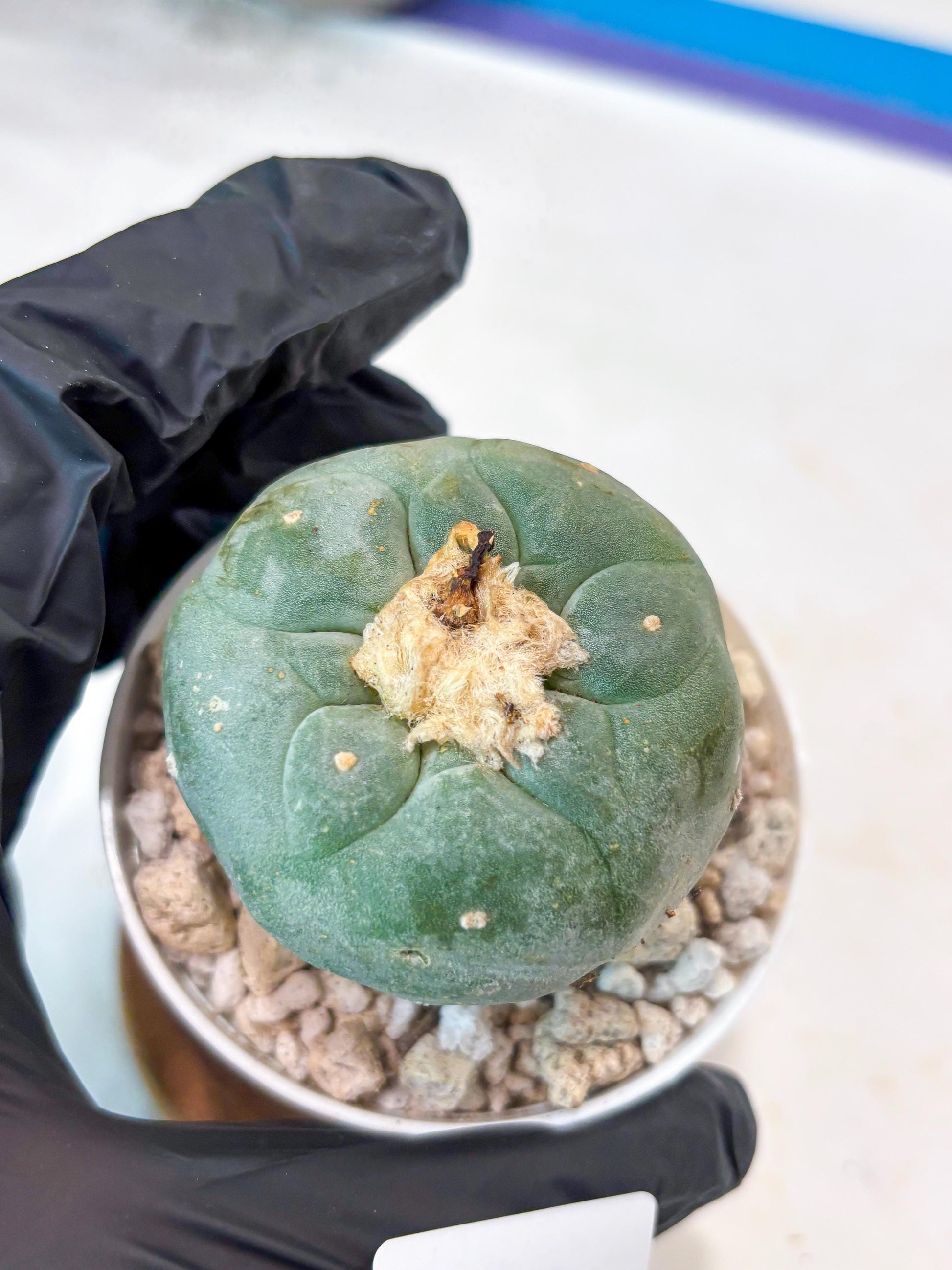 Spineless Cactus (#10) | rare scucuclent