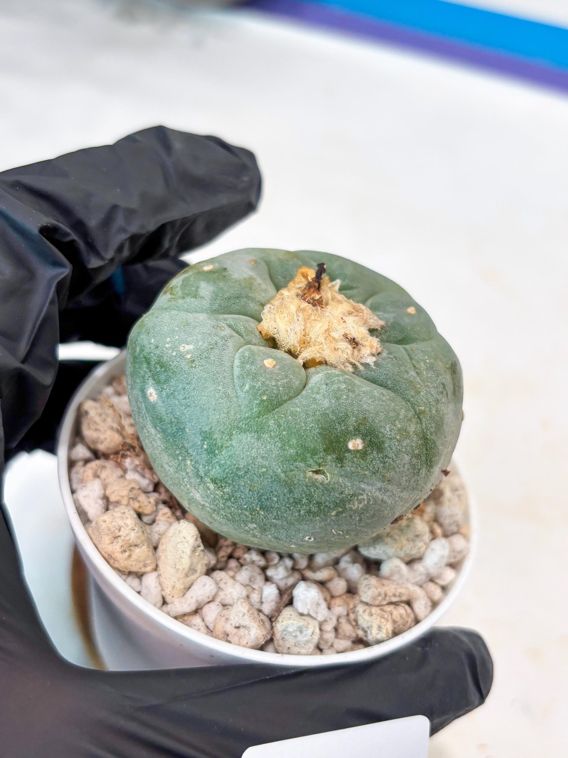 Spineless Cactus (#10) | rare scucuclent