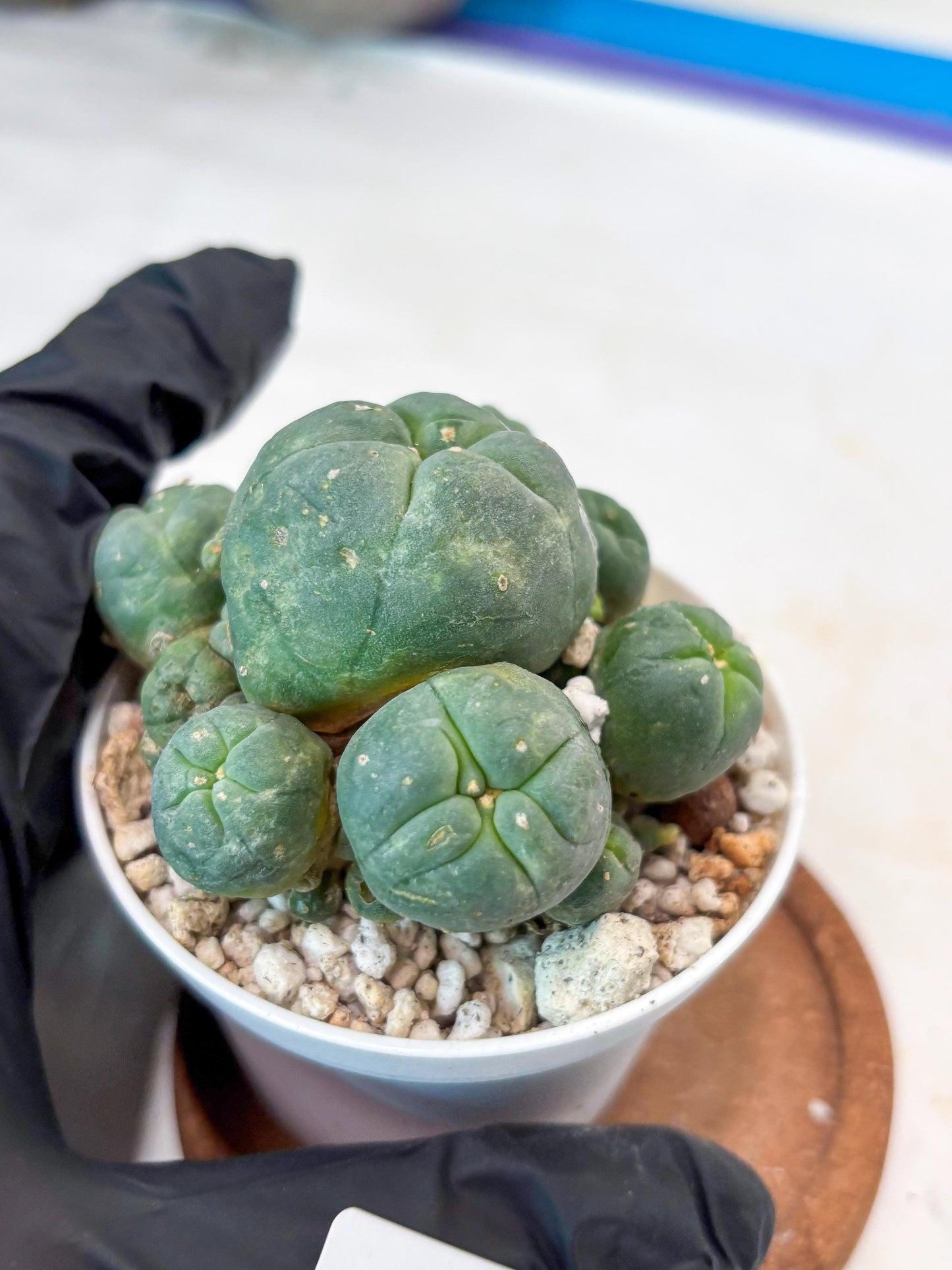 Spinless Cluster Cactus (#11) | Mature Succulents | Succulents Plants Live