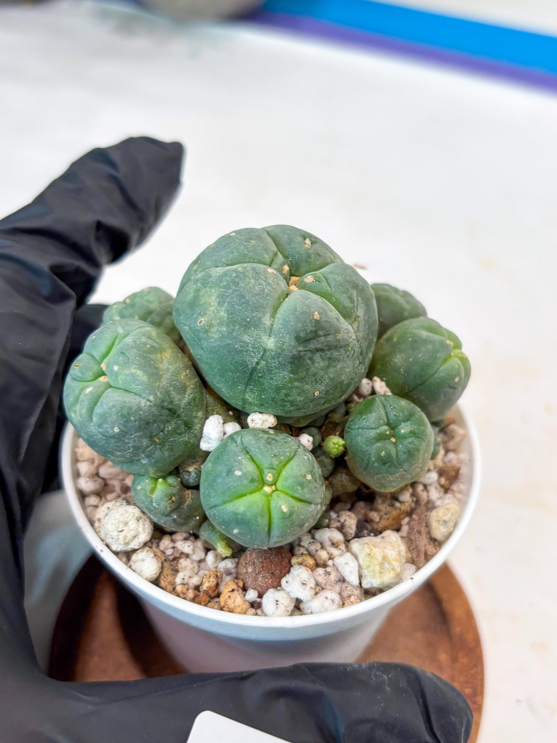 Spinless Cluster Cactus (#11) | Mature Succulents | Succulents Plants Live