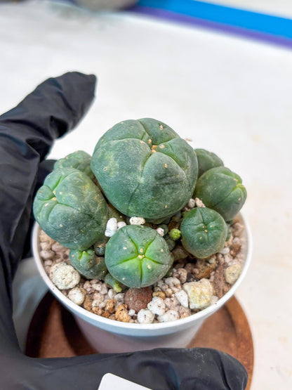 Spinless Cluster Cactus (#11) | Mature Succulents | Succulents Plants Live