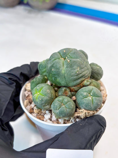 Spinless Cluster Cactus (#11) | Mature Succulents | Succulents Plants Live