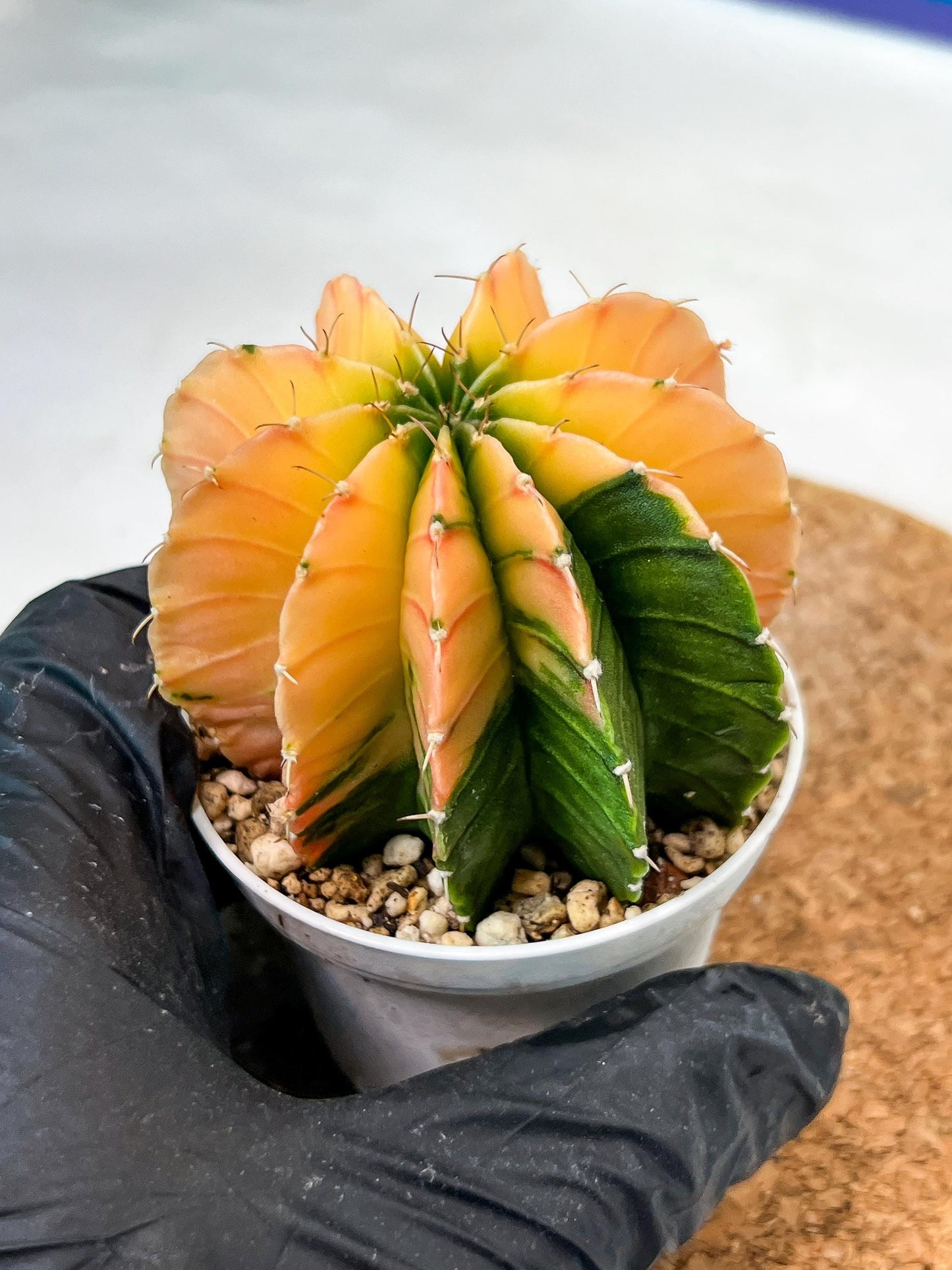 Gymnocalycium Mihanovichii Var (g3) (b1) | variegated plants