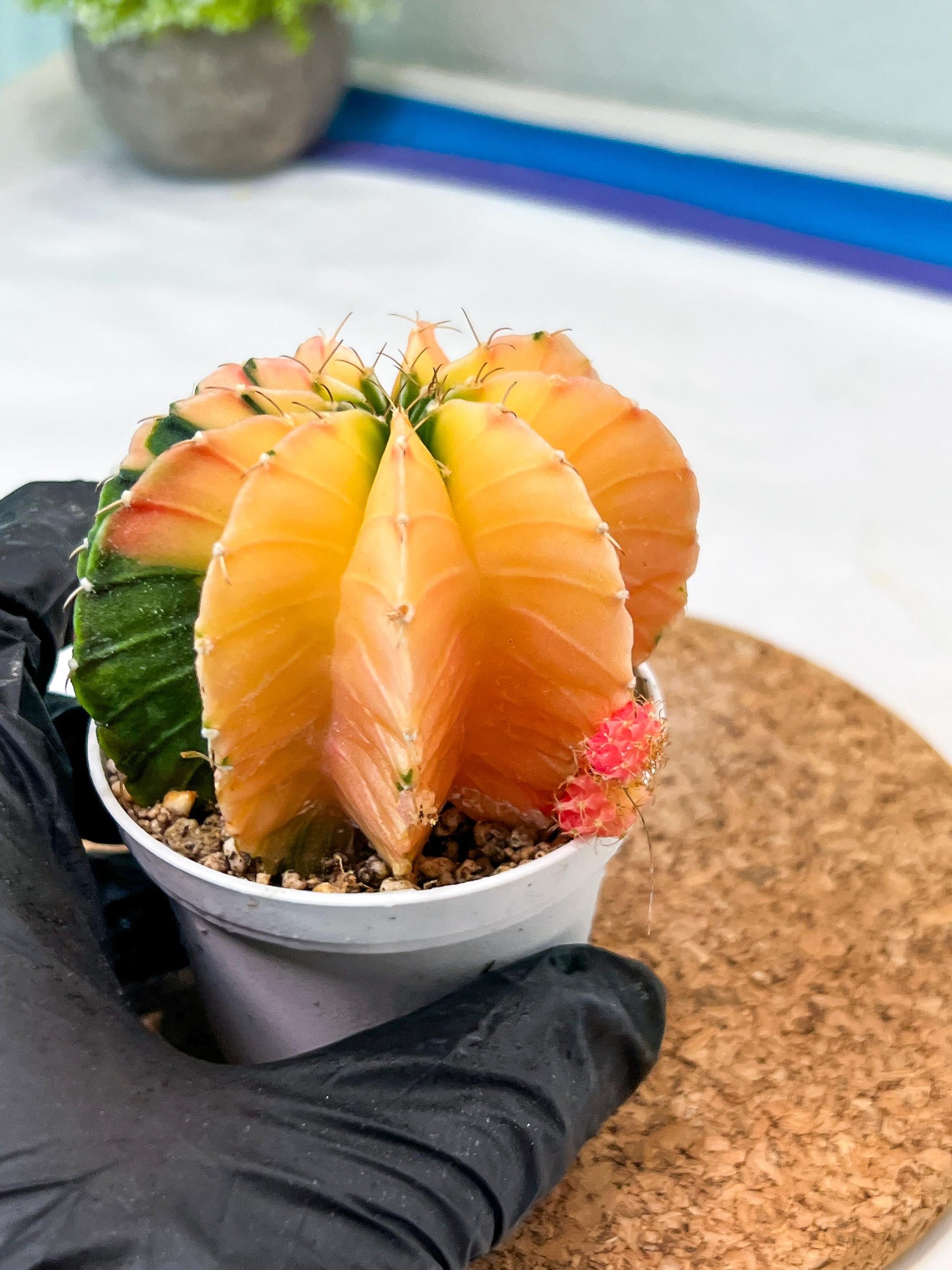 Gymnocalycium Mihanovichii Var (g3) (b1) | variegated plants