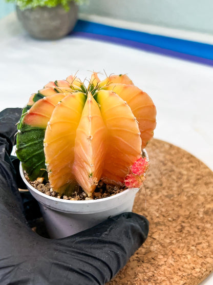 Gymnocalycium Mihanovichii Var (g3) (b1) | variegated plants