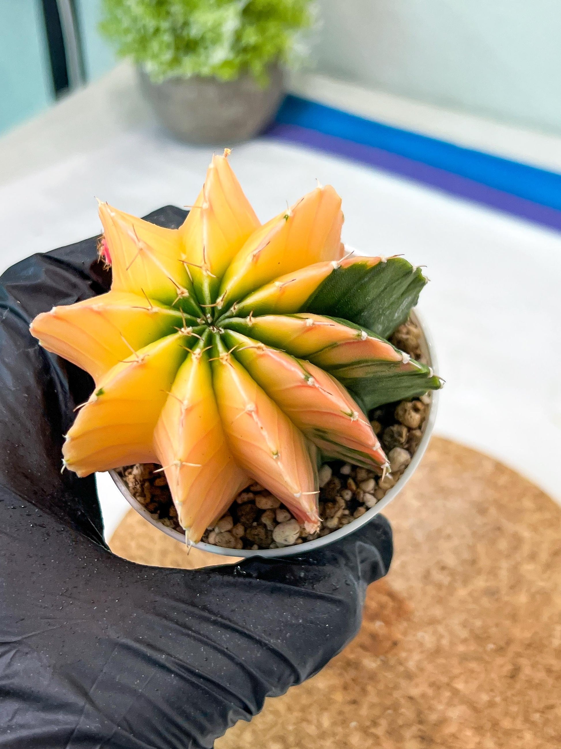 Gymnocalycium Mihanovichii Var (g3) (b1) | variegated plants