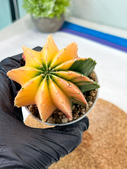 Gymnocalycium Mihanovichii Var (g3) (b1) | variegated plants