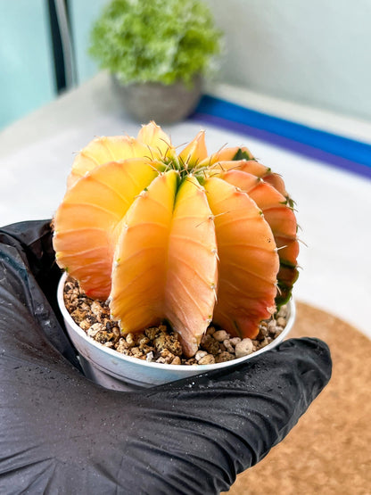 Gymnocalycium Mihanovichii Var (g3) (b1) | variegated plants