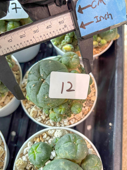 Spinless Cluster Cactus (#12) | Mature Succulents | Succulents Plants Live