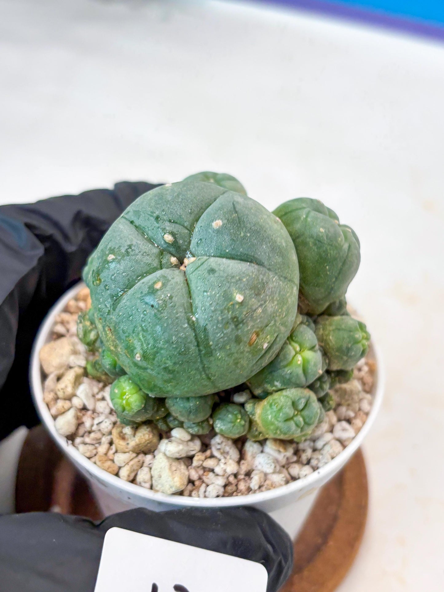 Spinless Cluster Cactus (#12) | Mature Succulents | Succulents Plants Live