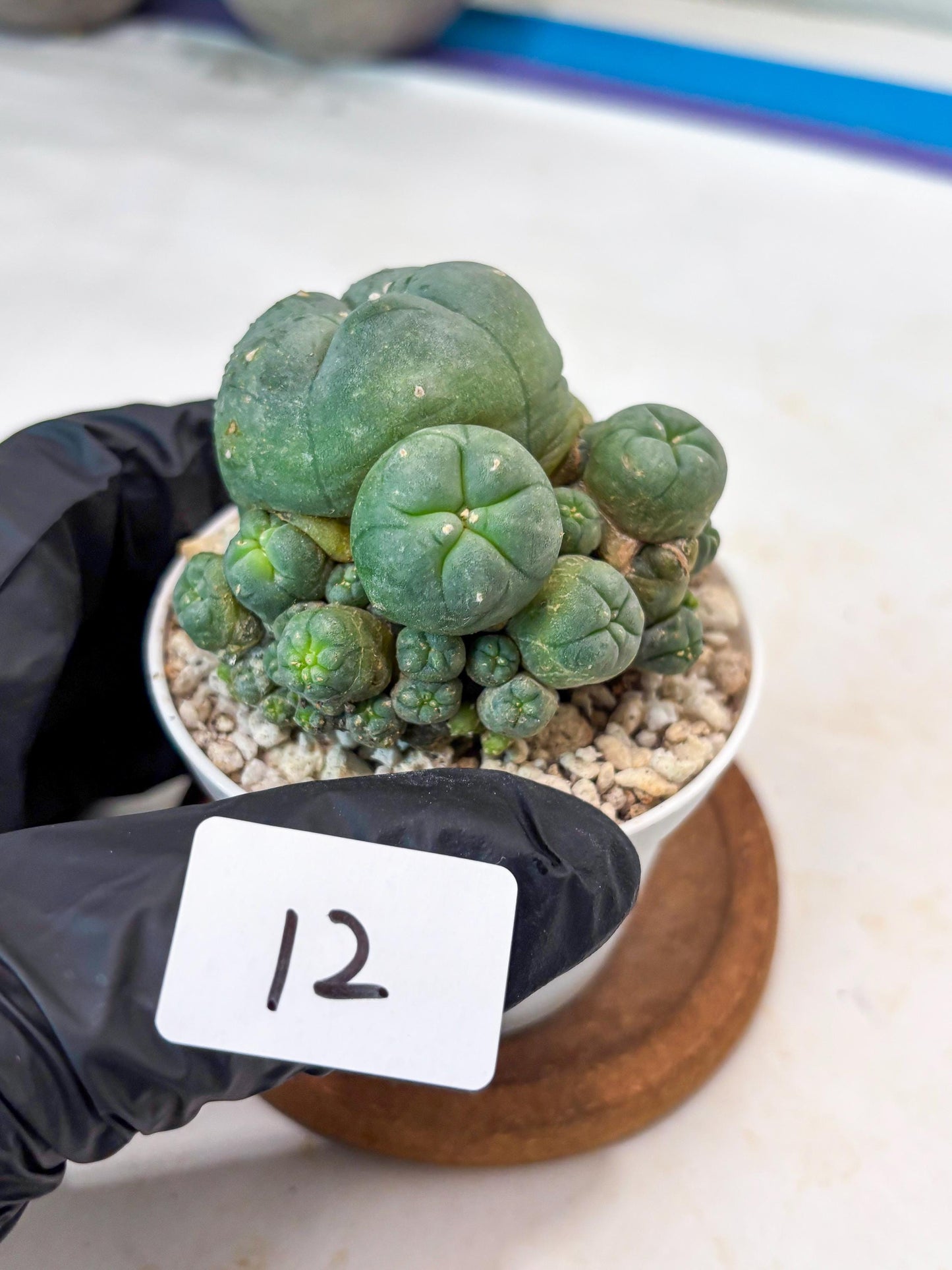 Spinless Cluster Cactus (#12) | Mature Succulents | Succulents Plants Live