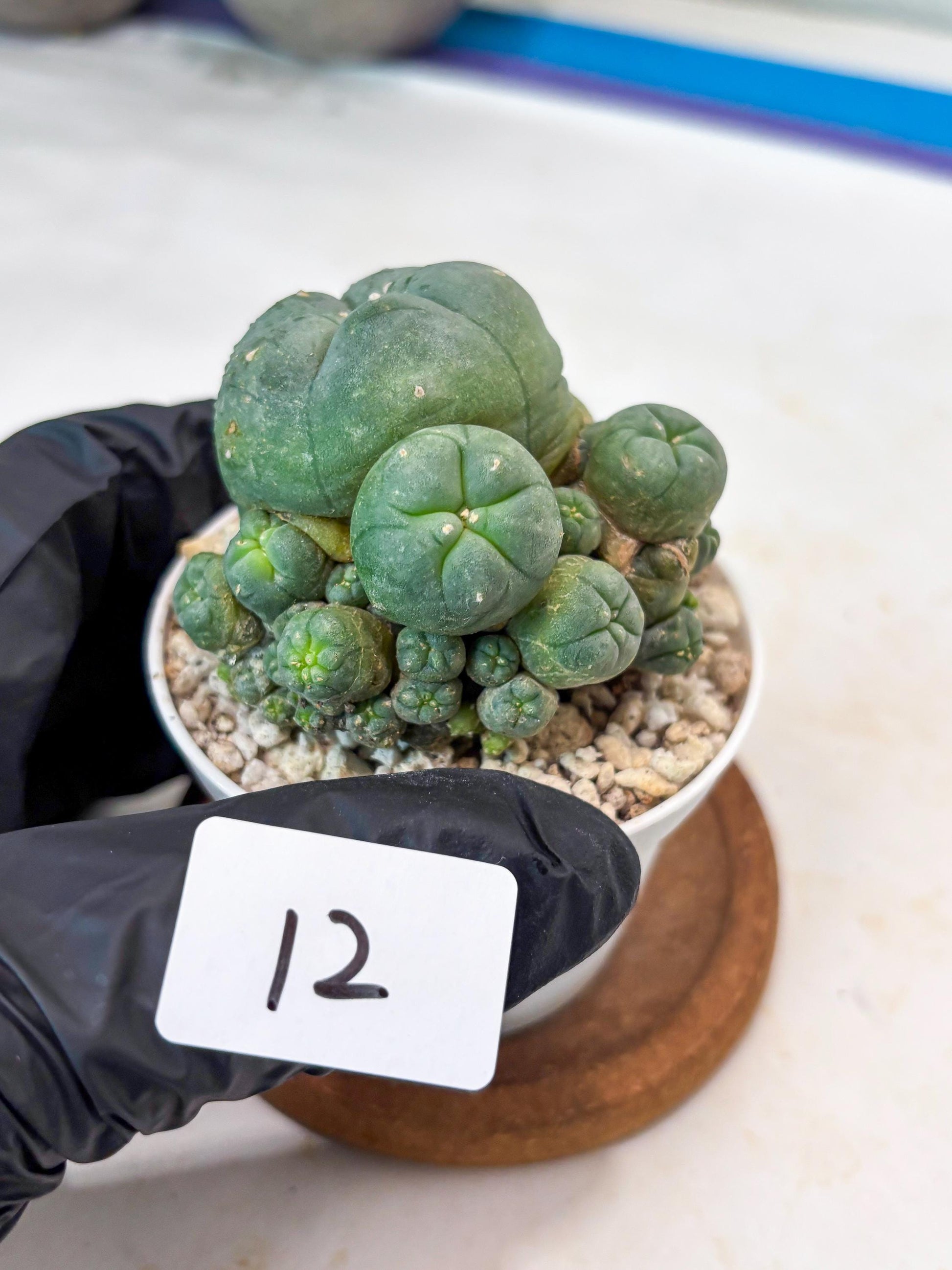 Spinless Cluster Cactus (#12) | Mature Succulents | Succulents Plants Live