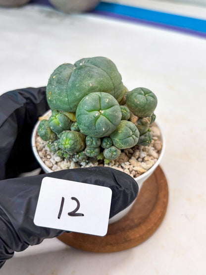 Spinless Cluster Cactus (#12) | Mature Succulents | Succulents Plants Live