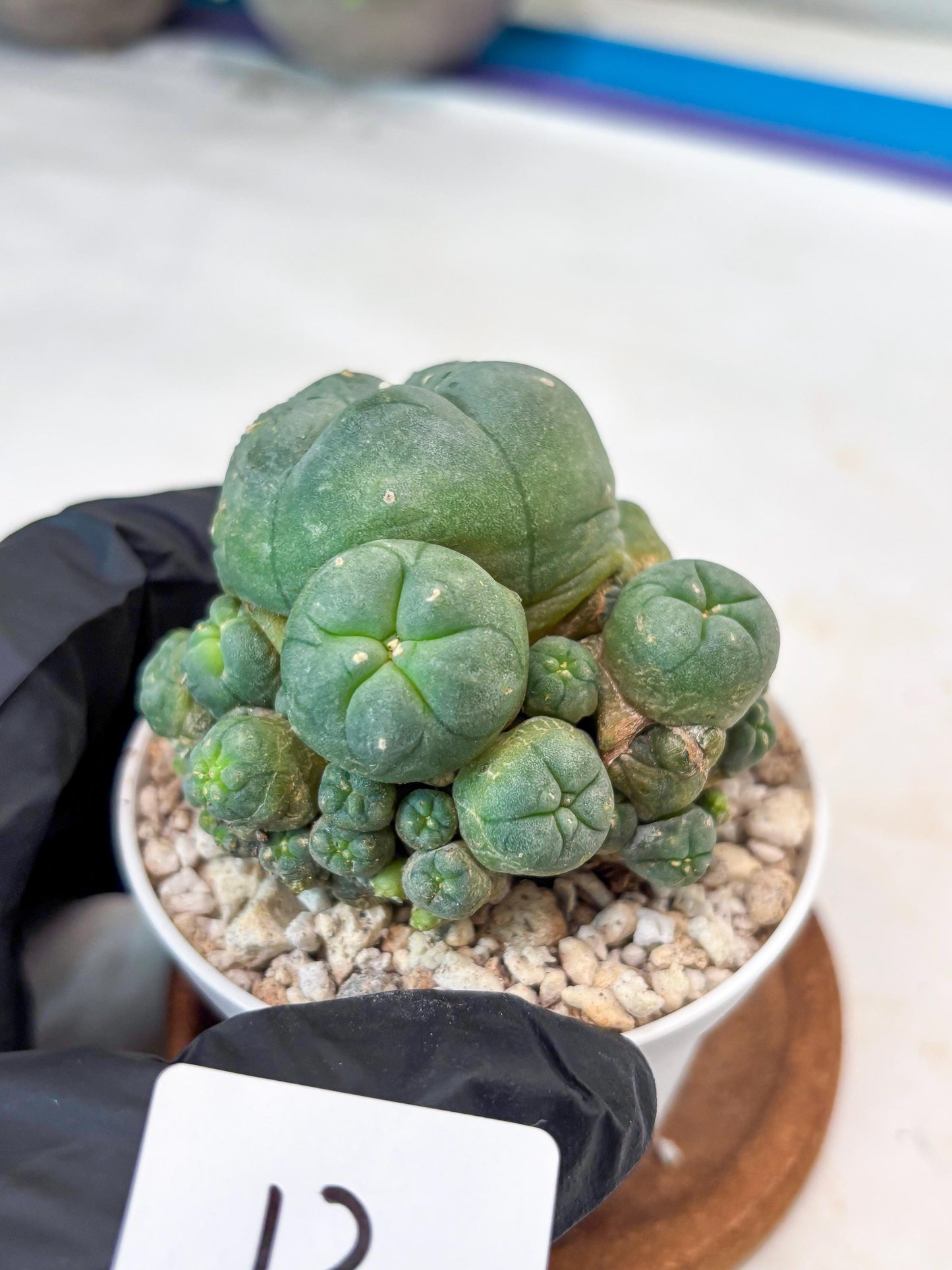 Spinless Cluster Cactus (#12) | Mature Succulents | Succulents Plants Live