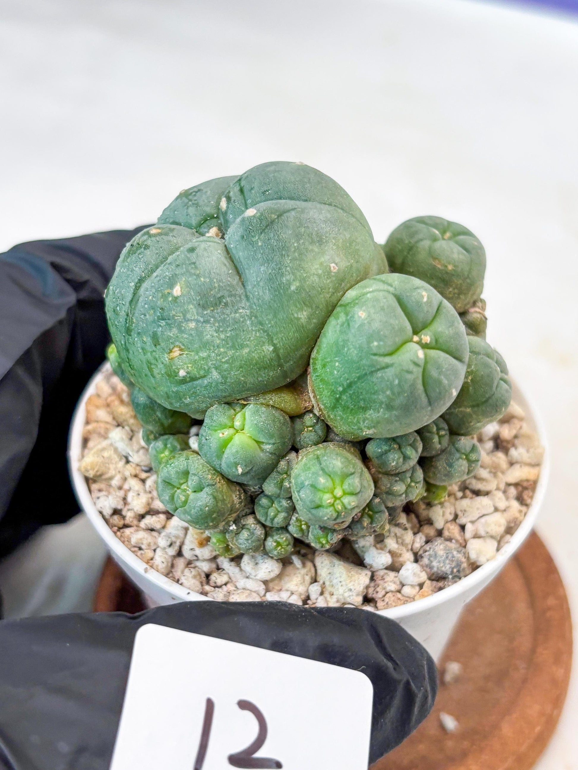 Spinless Cluster Cactus (#12) | Mature Succulents | Succulents Plants Live