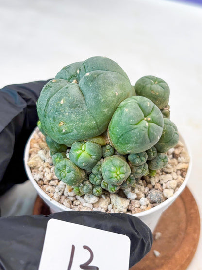 Spinless Cluster Cactus (#12) | Mature Succulents | Succulents Plants Live