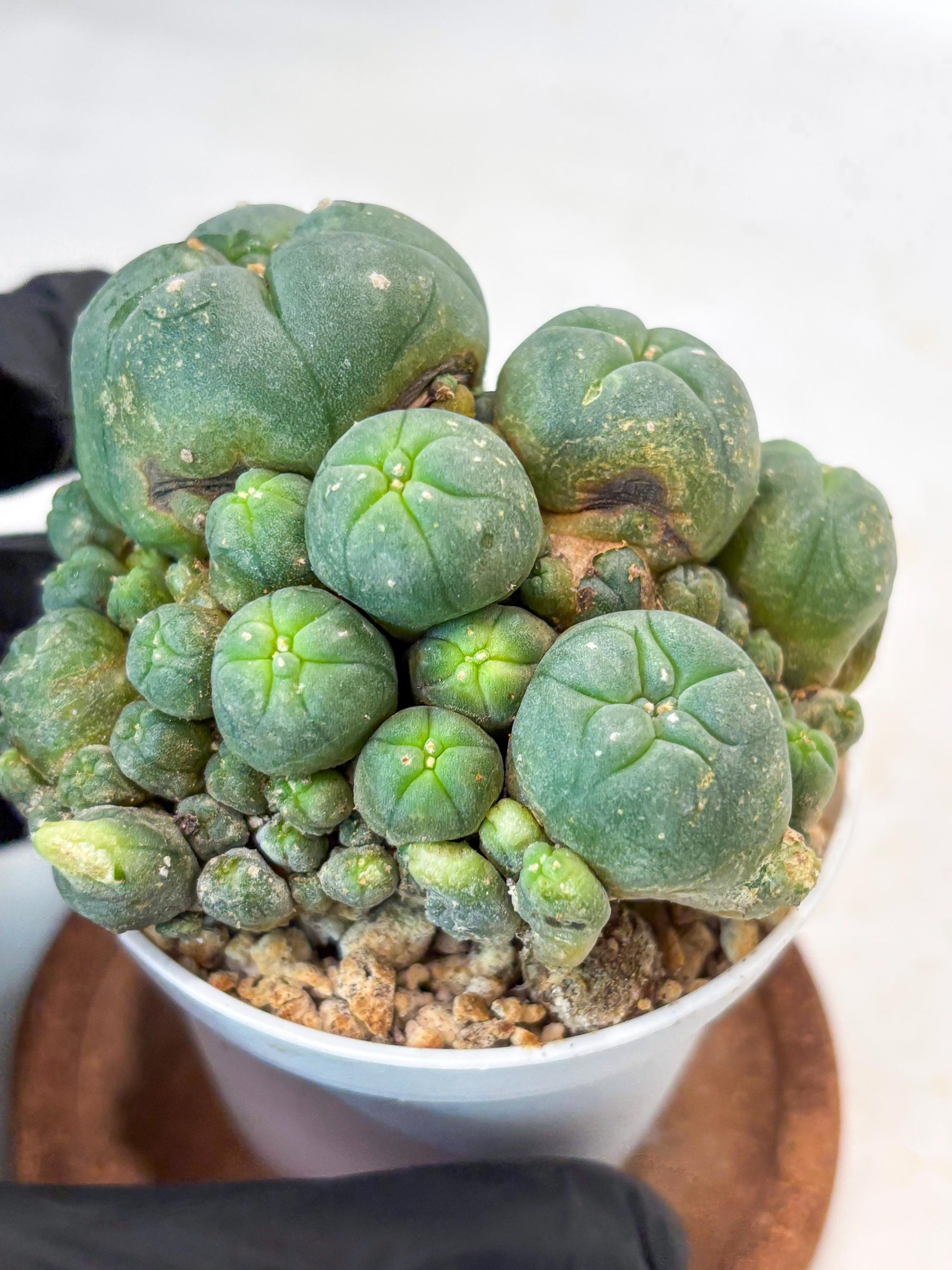 Spinless Cluster Cactus (#13) | Mature Succulents | Succulents Plants Live