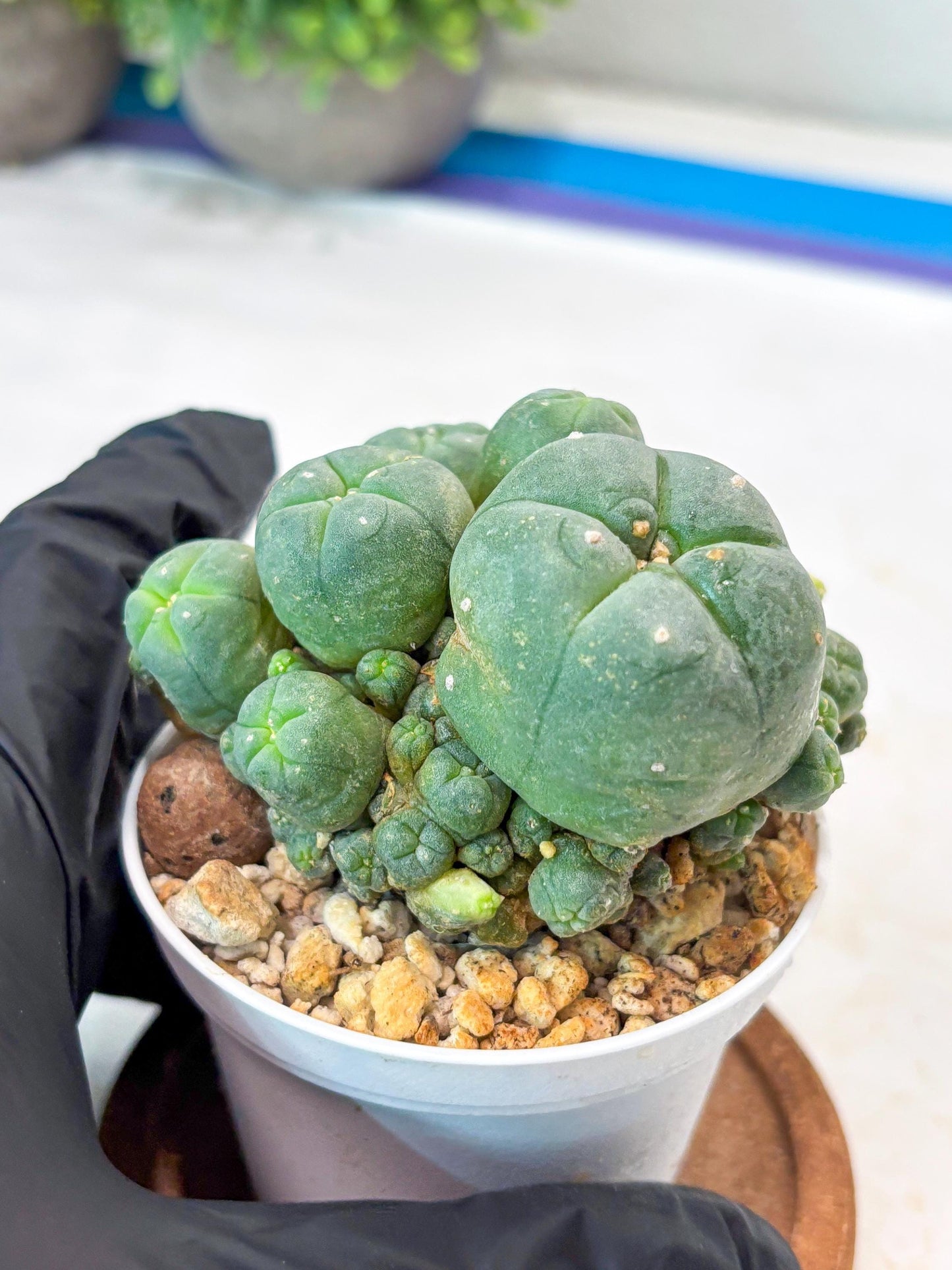 Spinless Cluster Cactus (#13) | Mature Succulents | Succulents Plants Live