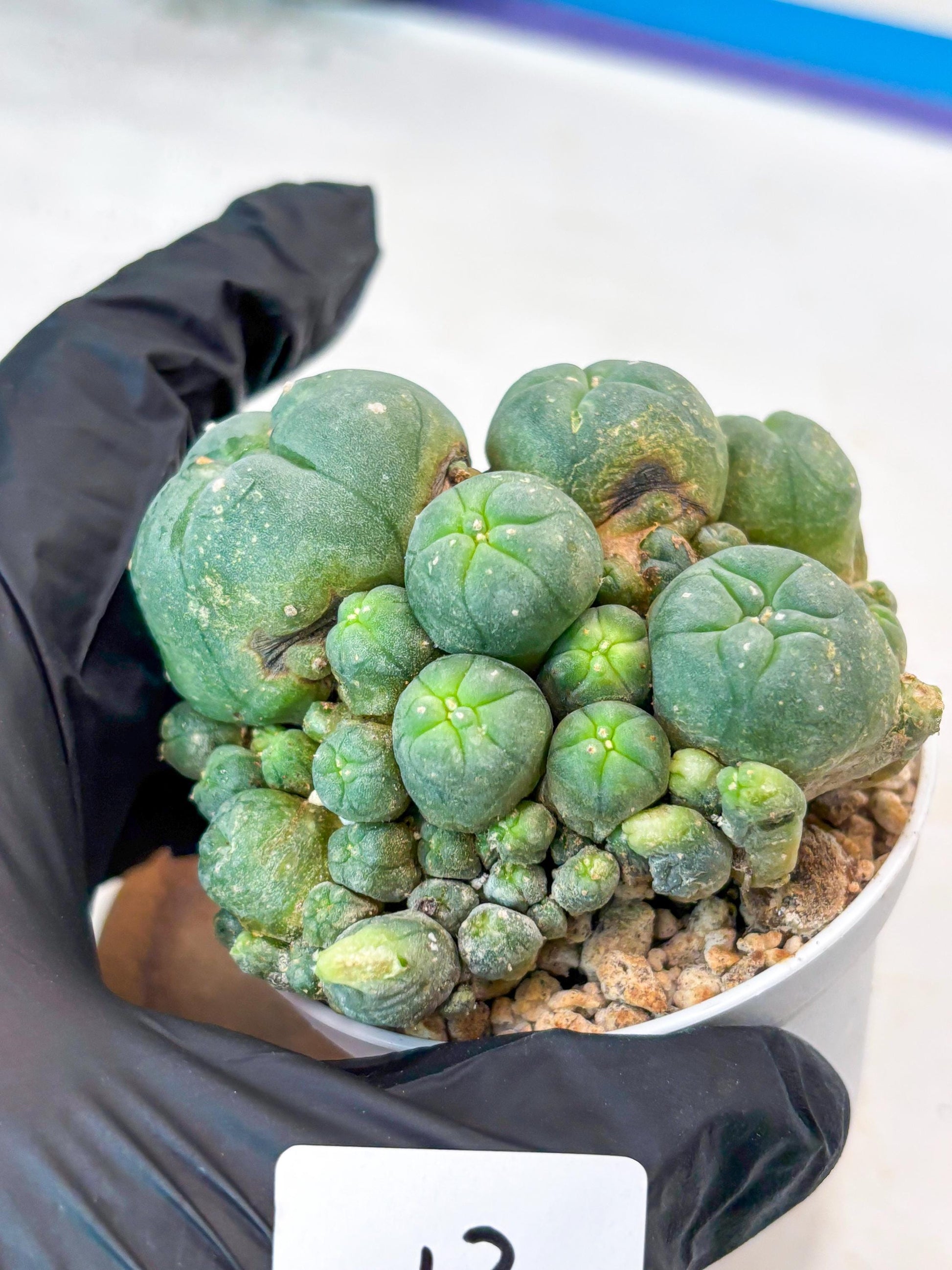 Spinless Cluster Cactus (#13) | Mature Succulents | Succulents Plants Live