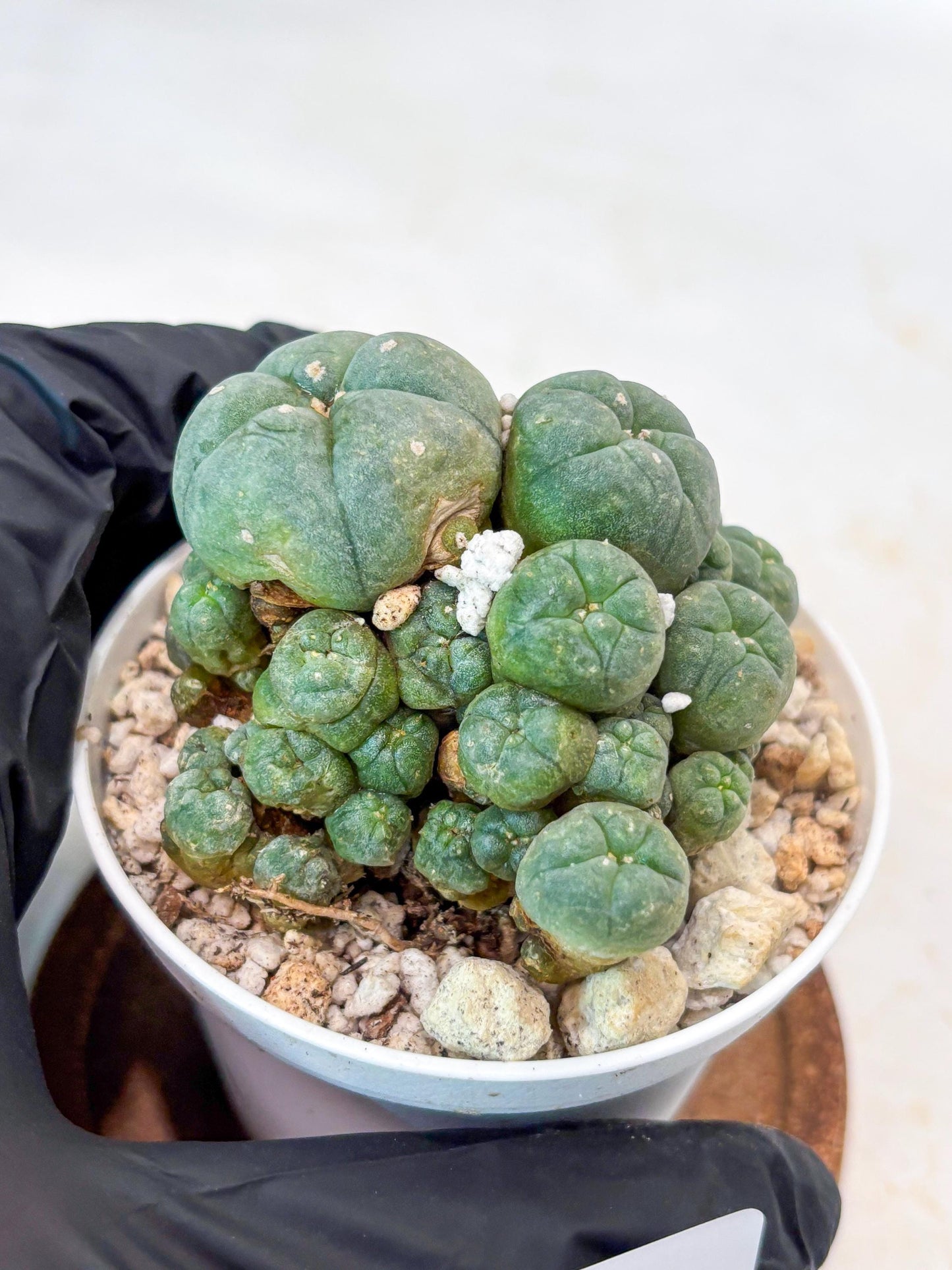 Spinless Cluster Cactus (#14) | Mature Succulents | Succulents Plants Live