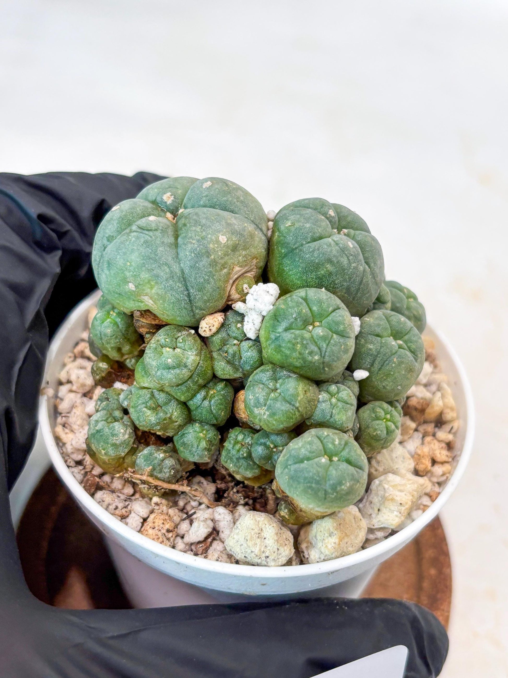 Spinless Cluster Cactus (#14) | Mature Succulents | Succulents Plants Live