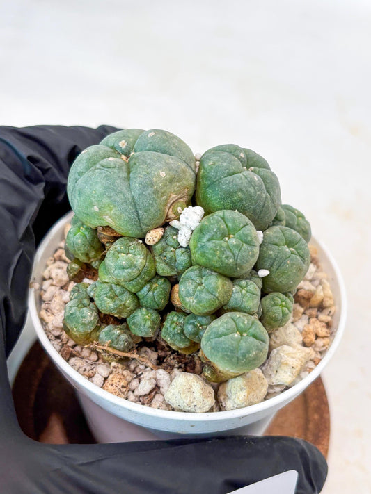 Spinless Cluster Cactus (#14) | Mature Succulents | Succulents Plants Live