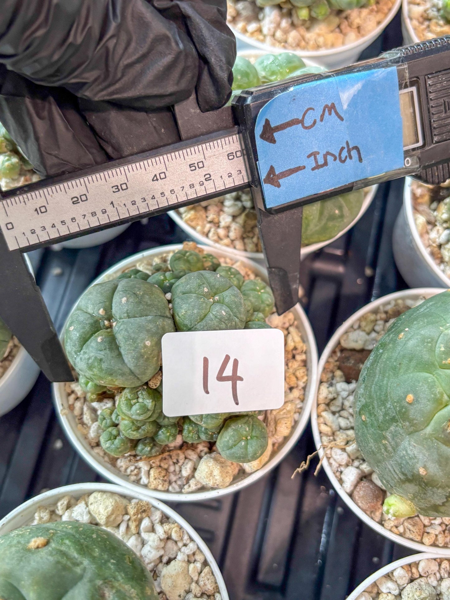 Spinless Cluster Cactus (#14) | Mature Succulents | Succulents Plants Live