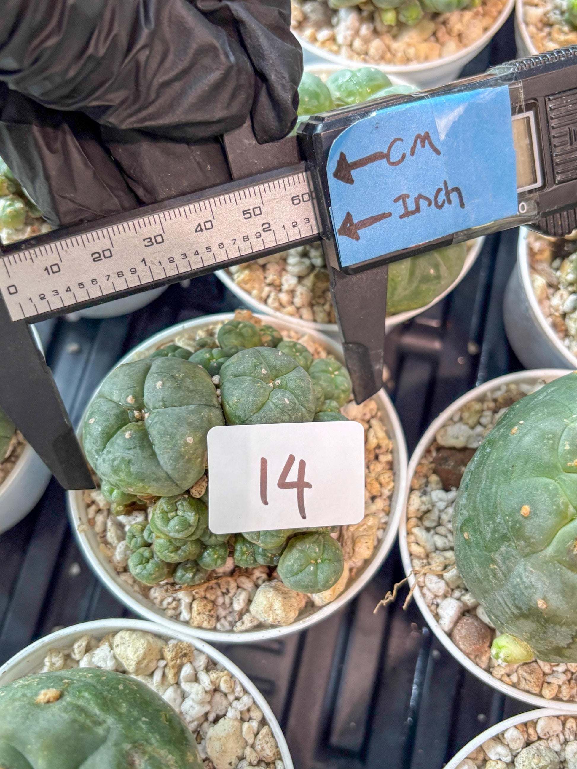 Spinless Cluster Cactus (#14) | Mature Succulents | Succulents Plants Live