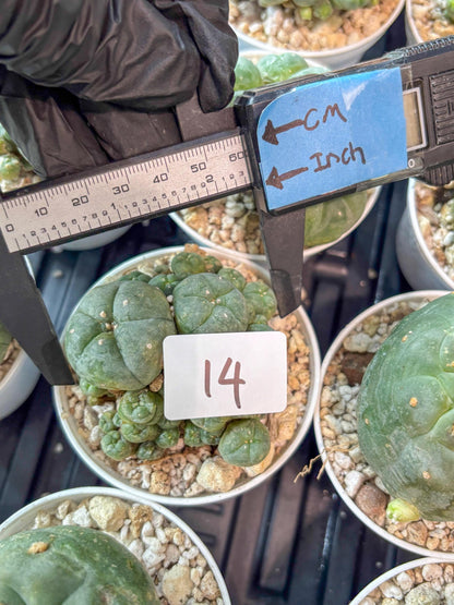 Spinless Cluster Cactus (#14) | Mature Succulents | Succulents Plants Live