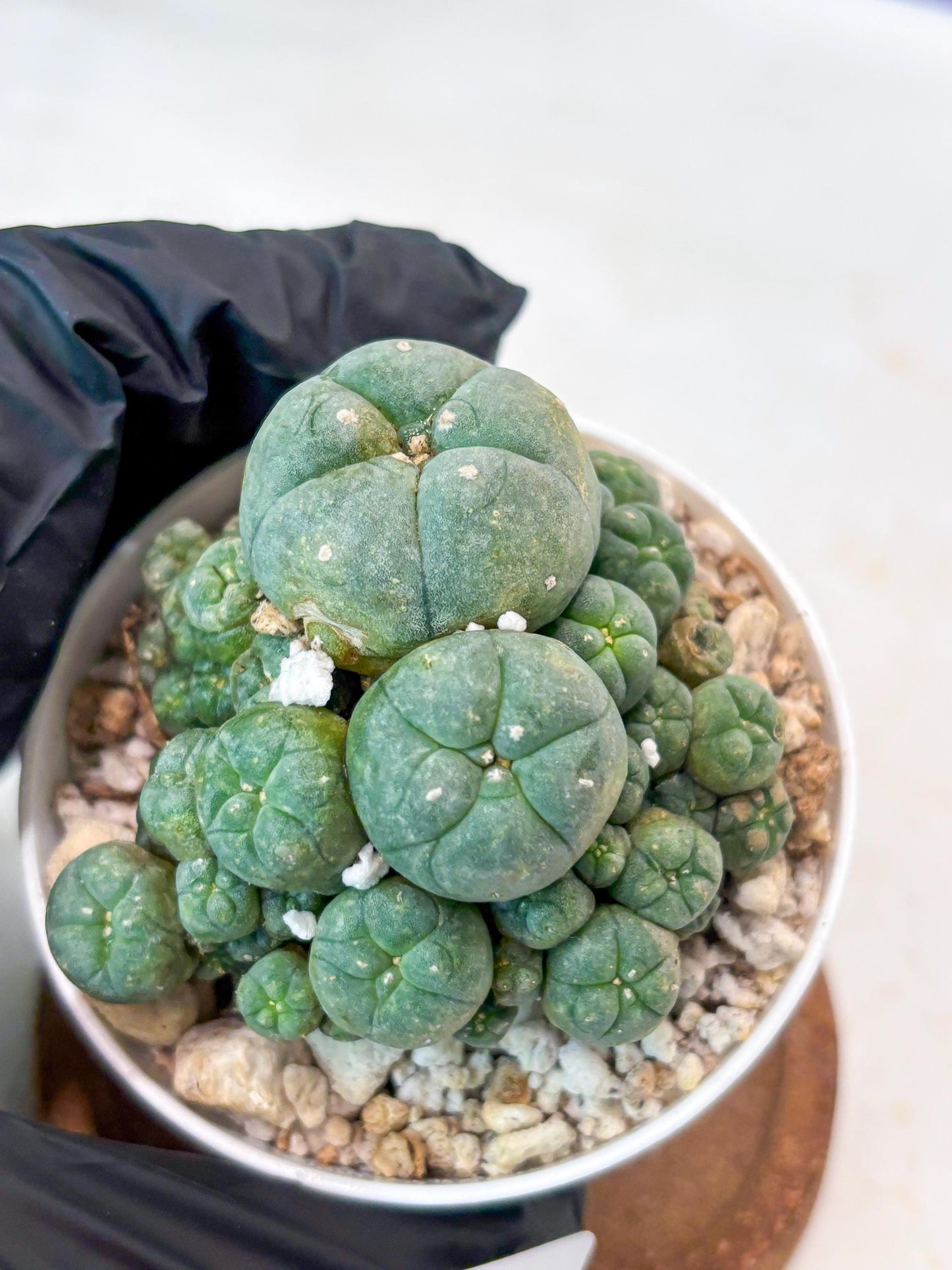 Spinless Cluster Cactus (#14) | Mature Succulents | Succulents Plants Live