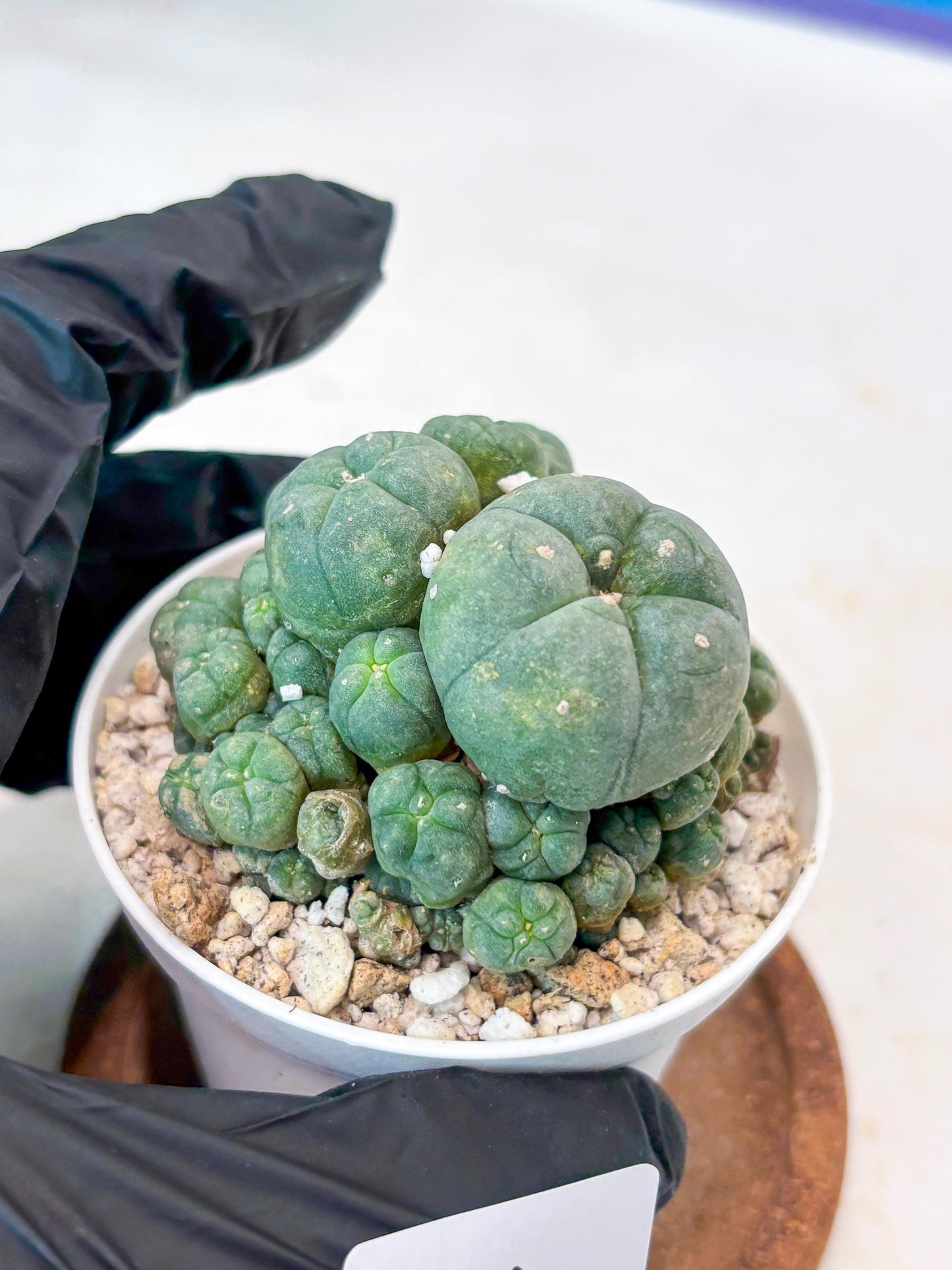 Spinless Cluster Cactus (#14) | Mature Succulents | Succulents Plants Live