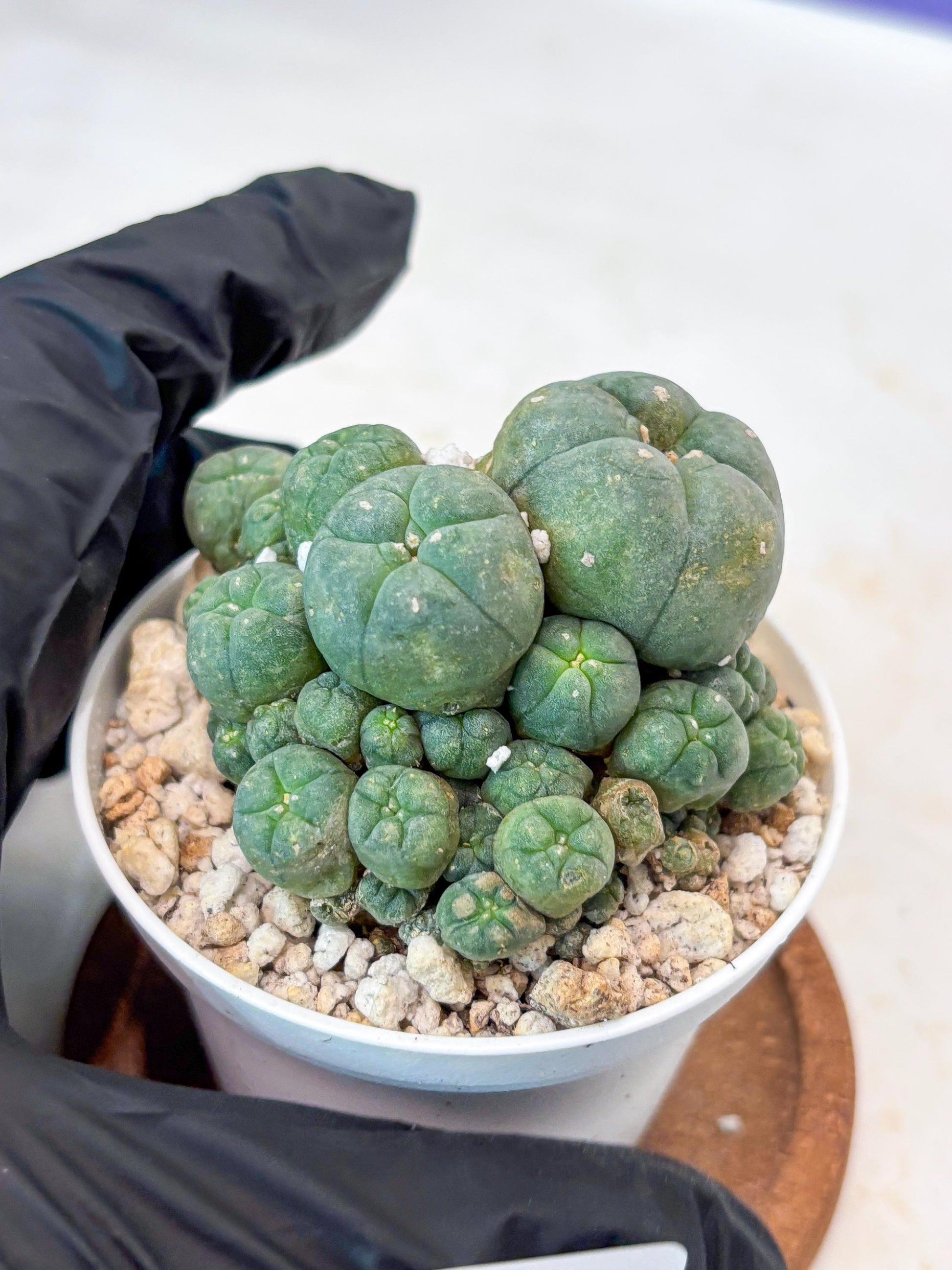 Spinless Cluster Cactus (#14) | Mature Succulents | Succulents Plants Live