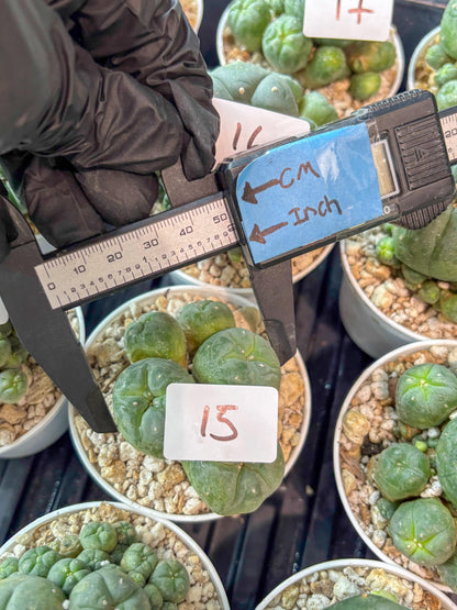 Spinless Cluster Cactus (#15) | Mature Succulents | Succulents Plants Live