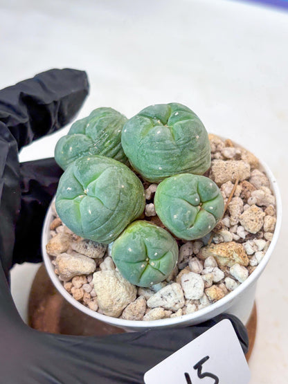 Spinless Cluster Cactus (#15) | Mature Succulents | Succulents Plants Live