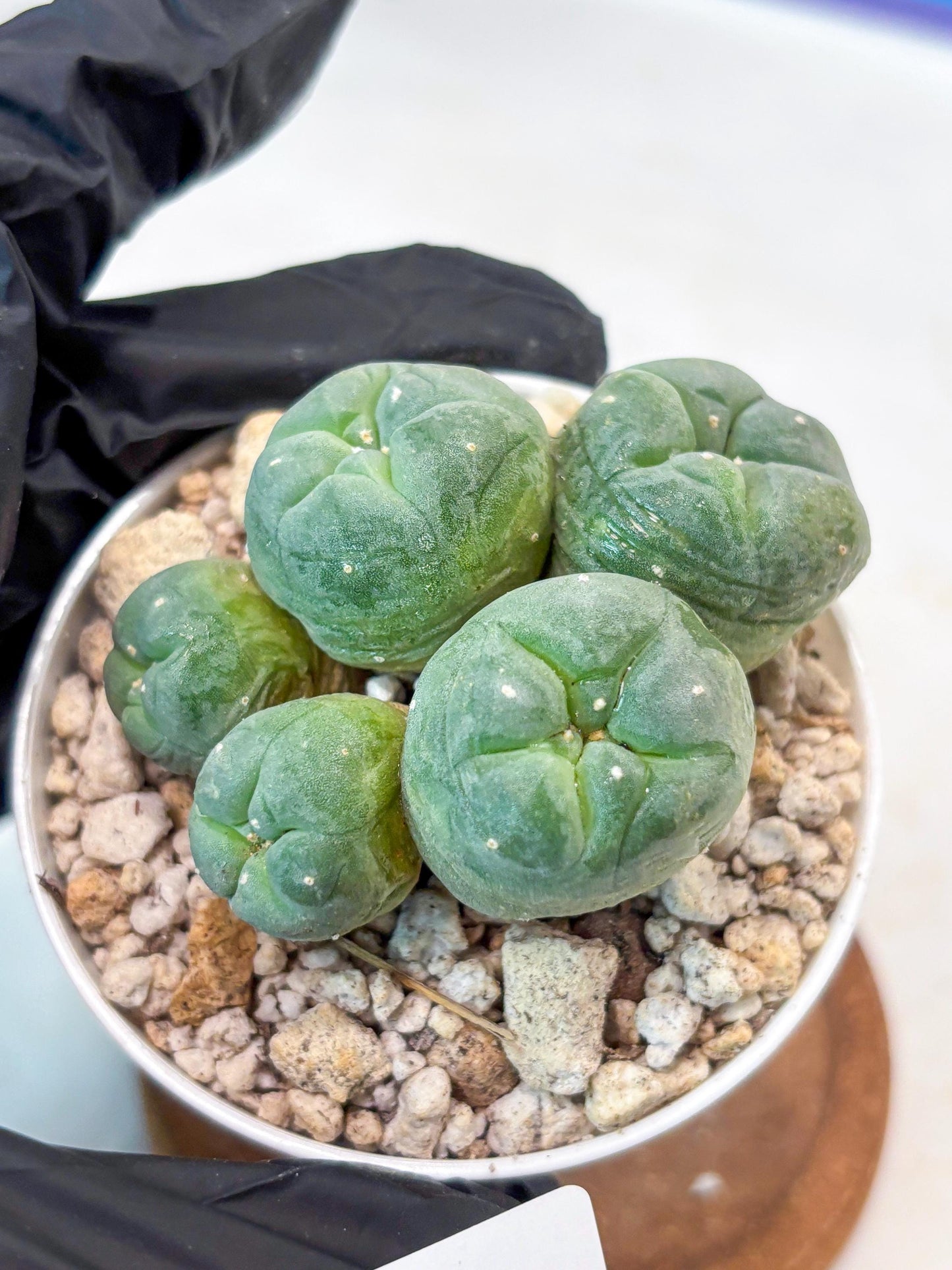 Spinless Cluster Cactus (#15) | Mature Succulents | Succulents Plants Live