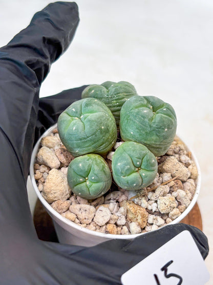 Spinless Cluster Cactus (#15) | Mature Succulents | Succulents Plants Live