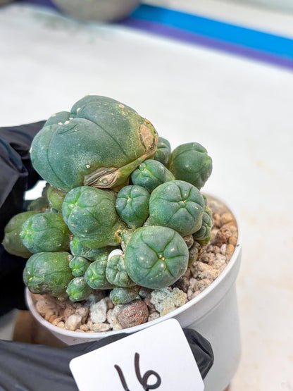 Spinless Cluster Cactus (#16) | Mature Succulents | Succulents Plants Live