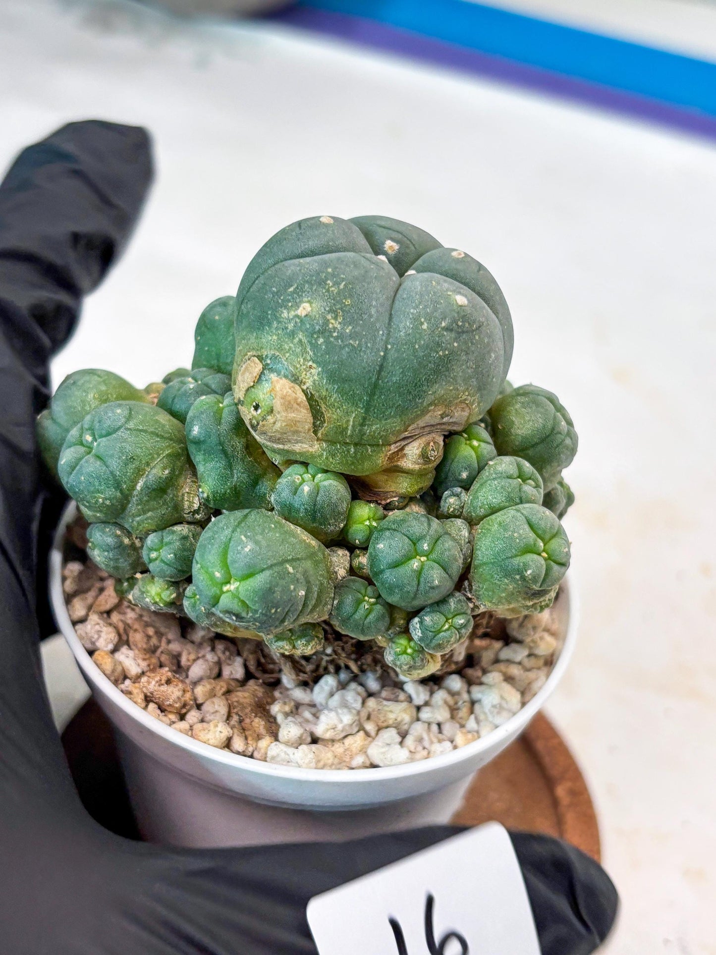 Spinless Cluster Cactus (#16) | Mature Succulents | Succulents Plants Live