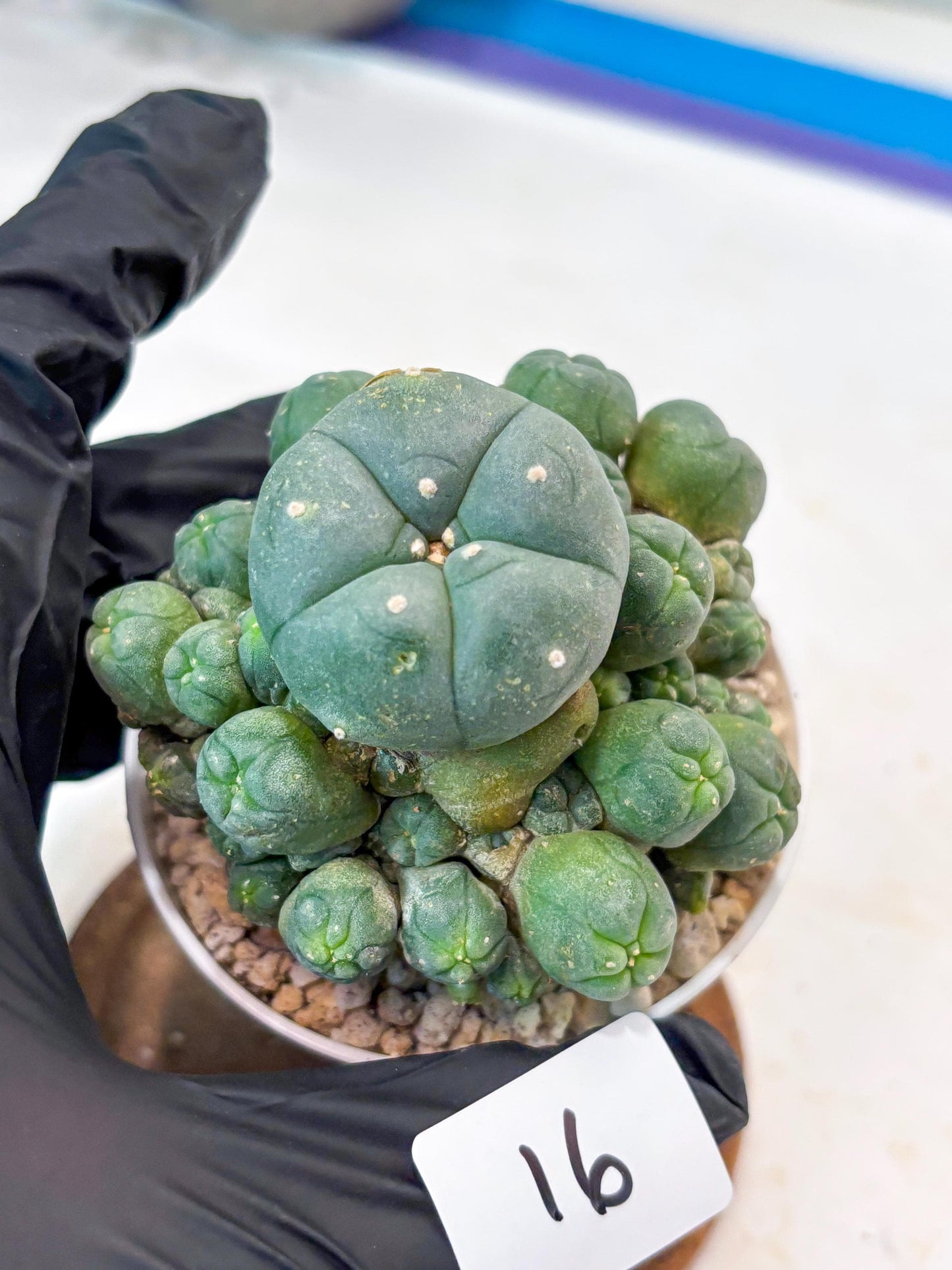 Spinless Cluster Cactus (#16) | Mature Succulents | Succulents Plants Live