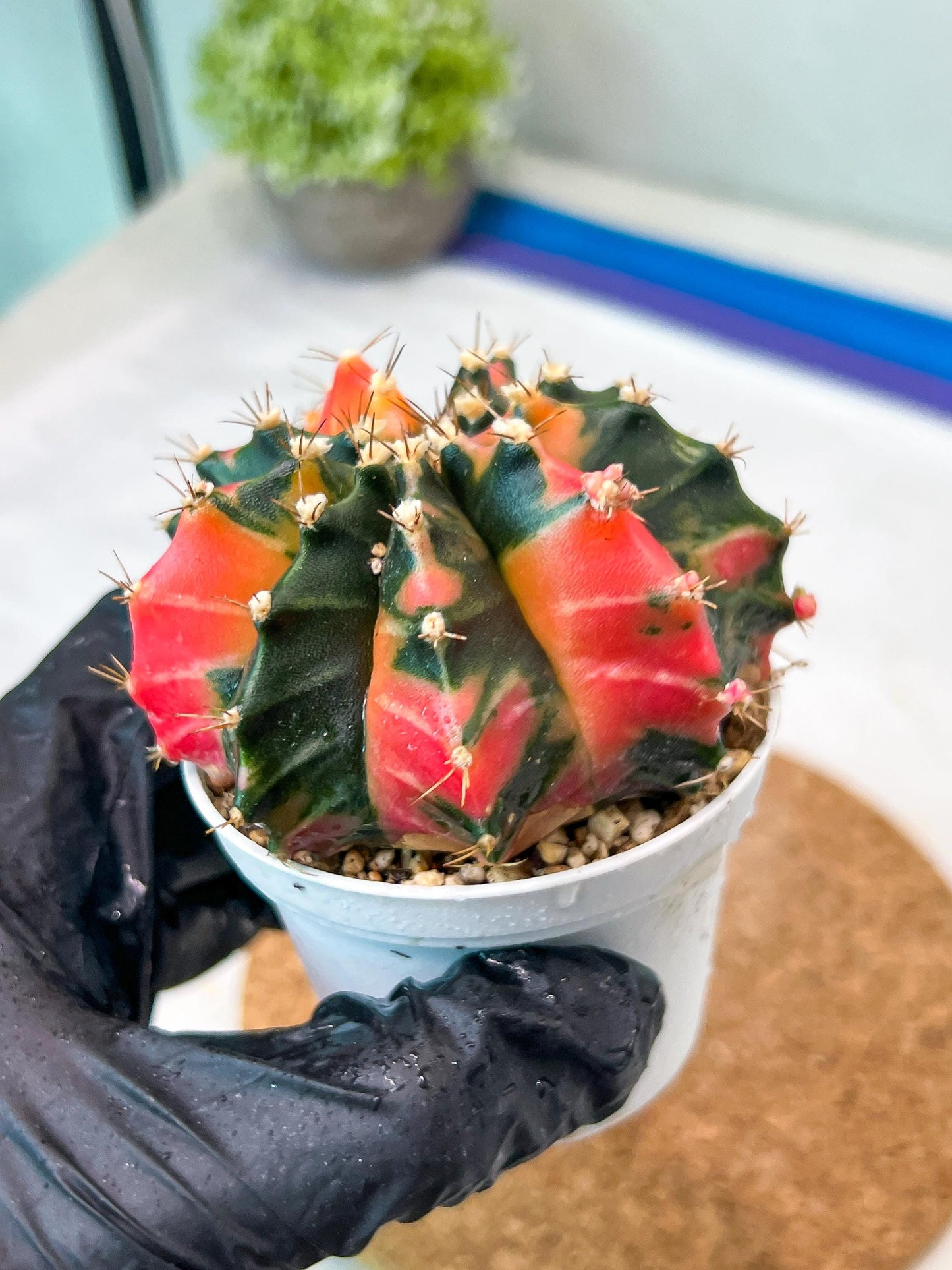 Gymnocalycium Mihanovichii Var (g3) (b2) | variegated plants