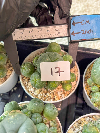 Spinless Cluster Cactus (#17) | Mature Succulents | Succulents Plants Live