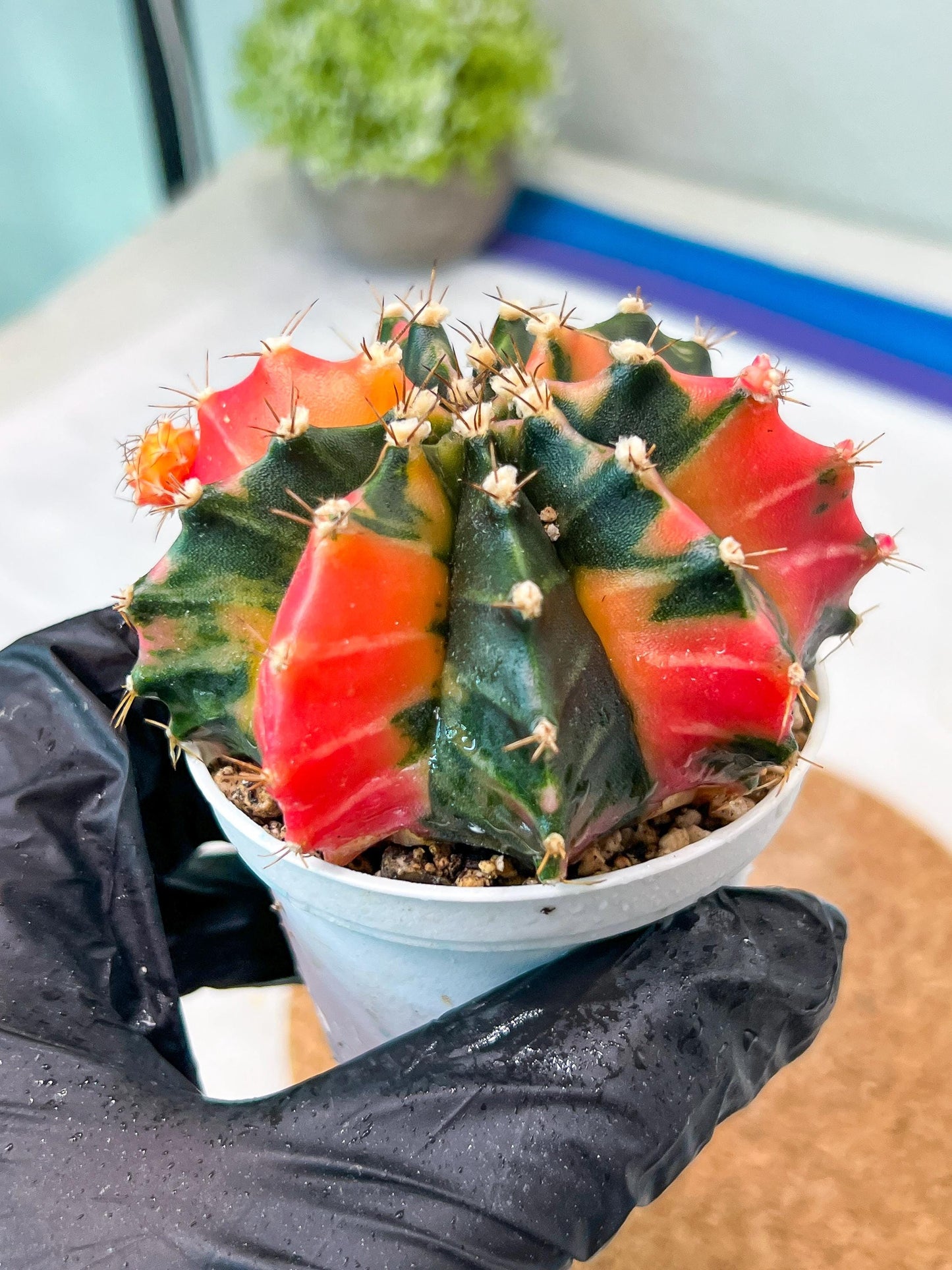 Gymnocalycium Mihanovichii Var (g3) (b2) | variegated plants